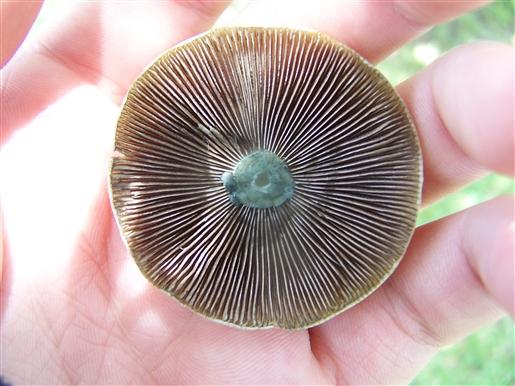 Porquê os cogumelos mágicos ficam azuis